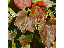 �������� ��������.jpg