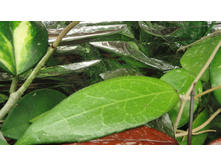 ���� ������