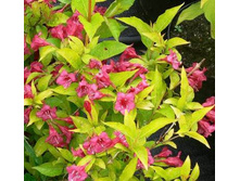 ������� �������� ����� ���� (V1.5-2�.) (���� ����������,������ ���������).jpg