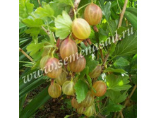 ��������� ������ (V2-3�).jpg