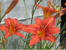 ����� 098.jpg