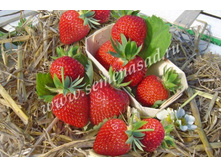 ��������� ��������� ( 5��) (������, ��� �� 70��, ���������, ���������).jpg