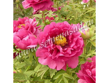 ���� ����������� ������� ����� ������.jpg