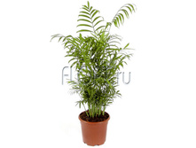 ��������� ������� 17�55. 424,2 ���.jpg