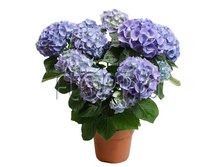 ��������� ���� ����� 13�30. 426,45 ���.jpg