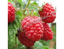 ������ ��������� (V2-3�).jpg