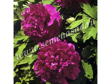 ���� ����������� ������� ����� ��������� ����.jpg