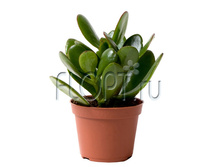 �������� ����� 9�15. 184,8 ���.jpg