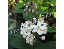 ������ ���������� ��� ����.jpg