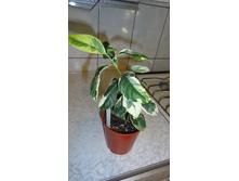 ������ ����������� Citrus medica variegata-