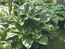 ����� ����� ����� (Yellow River).