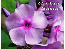 ����� ����-195�.jpg