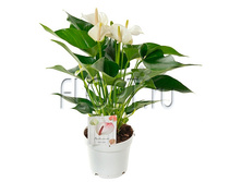 �������� ���� ������� 14�50. 594,3 ���.jpg