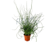 ����� ���������� 12�50. 124,64 ���.jpg