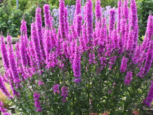 ��������� ���������� 160�.jpg