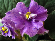 IMG 4738.JPG