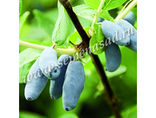 ��������� ��������� ������.jpg