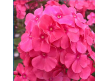 ����� �����-170�.jpg