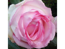 ���� ����� �����-��������� ����� �� �������.jpg