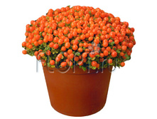 ������� ������ 8�10. 172,2 ���.jpg