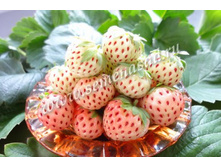 ��������� ��������� ( 5��) (����� ����� � ��������, ������ ������ �������).jpg