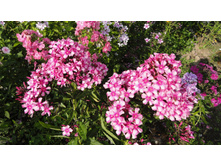 ���� ����