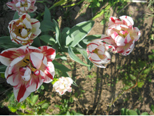 IMG 0196.JPG