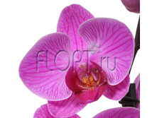 ���������� ������� 2���. 12�60. 788,55 ���.jpg