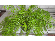 ���������� ��������� (Nephrolepis Bisserata Furcans)-