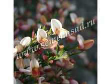 �������� ������ ��������.jpg