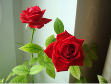 ���� ����