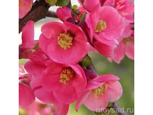 ���� ������������ ���� ���� (V2�.) (������ �������).jpg