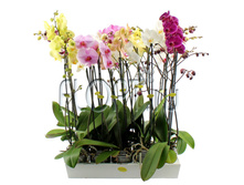 ���������� ���� 1���. 4��. 6�20. 297,15 ���.jpg