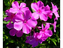 ����� ���������-195�.jpg