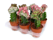 �������� ������ ������� 8�15. 263,39 ���.jpg