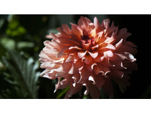 ������� ��������