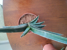 20160403 130300 HDR.jpg