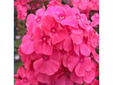 ����� �����-170�.jpg