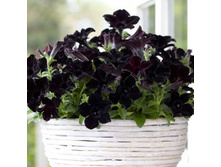 ������� ��������� ��������� ����� 46,21 ���.