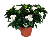 �������� ������������� 21�20. 627,9 ���.jpg