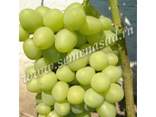 �������� �������� ������� (�����) (V2-3�) (������, ��������, ��������., ������ ���������).jpg