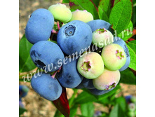 �������� �������.jpg