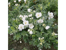 ���� ����������� �����.jpg