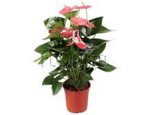 �������� ����� ���� ������� 17�60. 998,55 ���.jpg