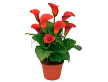 ����� ��� ����� 12�60. 399 ���.jpg