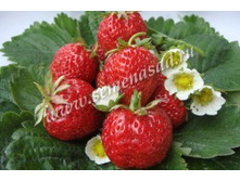 ��������� ������� ������.jpg