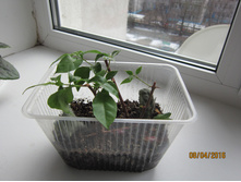 ����������