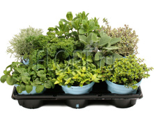 ������ ����� ���� 11�25. 198,45 ���.jpg