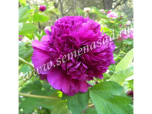 ���� ����������� ������� ����� ��� ����-���.jpg