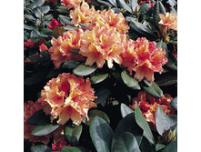 ����������� ��������� ��������1.jpg